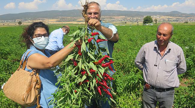 UYGULAMALI ÇİFTÇİ OKULUNDA KIRMIZIBİBER EĞİTİMİ GERÇEKLEŞTİRİLDİ.