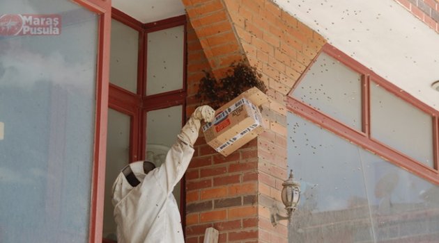 Afşin'de kovandan kaçan bal arıları apartmana oğul verdi.