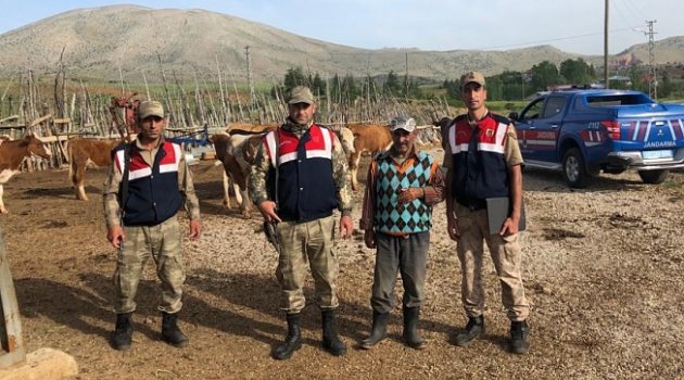 Çalınan büyükbaş hayvanları jandarma buldu