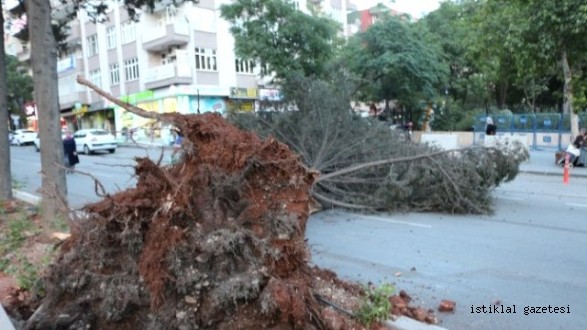 Dev Çam Ağacı Yola Devrildi