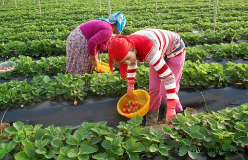 Kahramanmaraş'ta Çilek Hasadı Başladı