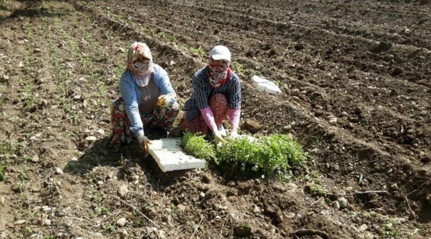 KAHRAMANMARAŞLI KADIN ÇİFTÇİLER TARIMSAL YENİLİKLERLE BULUŞUYOR