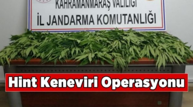 Kahramanmaraş'ta Hint keneviri operasyon 1 gözaltı.