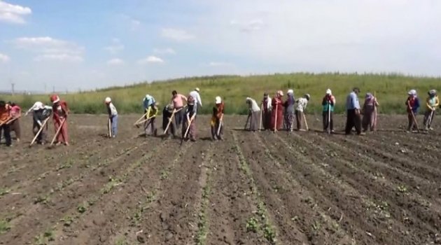 Kahramanmaraş'ta oruç tutarak çalışan tarım işçileri ekmek parası kazanıyor.