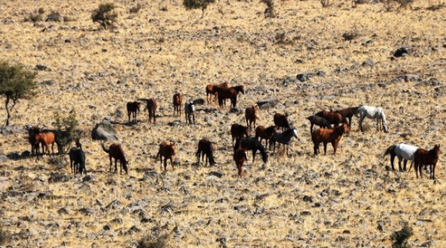 Kahramanmaraş'ta Sahipsiz Atlar Doğada Yaşıyor