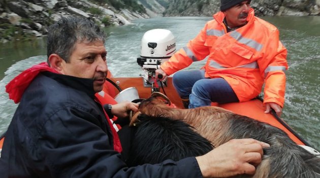 Kayalıklarda Mahsur Kalan Keçiler Kurtarıldı..