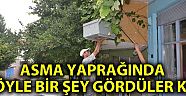 Asma Yaprağında Oğul Veren Arılar Şaşırttı