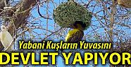 Böcek Yiyen Yabani Kuşlar İçin Bin Yuva Yapıldı