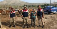 Çalınan büyükbaş hayvanları jandarma buldu