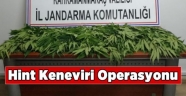 Kahramanmaraş'ta Hint keneviri operasyon 1 gözaltı.