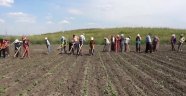 Kahramanmaraş'ta oruç tutarak çalışan tarım işçileri ekmek parası kazanıyor.