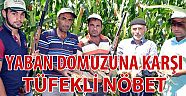 Yaban Domuzuna Karşı Tüfekli Nöbet